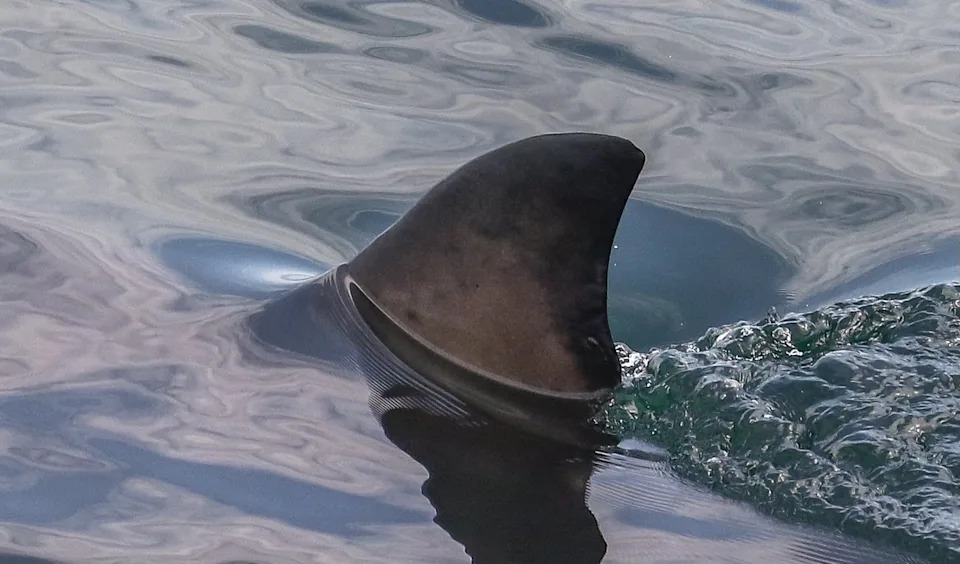 Credit: 7 Seas Whale Watch