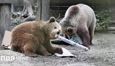 Two bears play with cardboard and paper with trees seen in the background