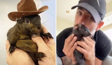 Revenge of P'Nut the Squirrel: NY authorities executed furry friend — not euthanized him, lawsuit says