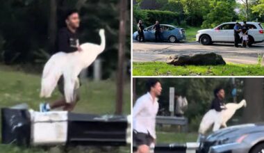 NYC bandits kidnap swan in bird-brained scheme, but mystery remains over its fate