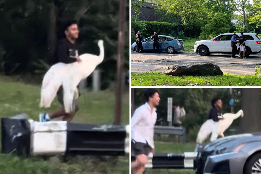 NYC bandits kidnap swan in bird-brained scheme, but mystery remains over its fate