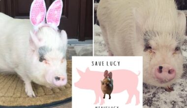 NYC family fights to keep dying pygmy pig at home during its final days, but city threatens to send pet packing