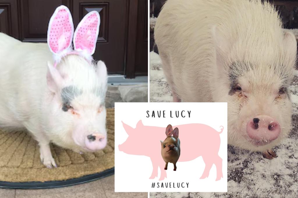 NYC family fights to keep dying pygmy pig at home during its final days, but city threatens to send pet packing