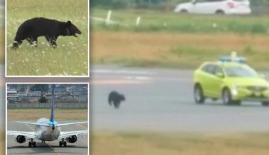 Japanese airport facing 'bear' traffic control problems