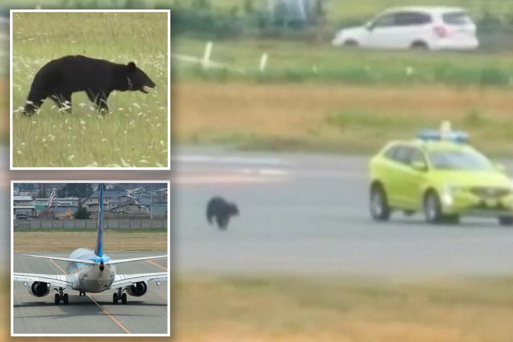 Japanese airport facing 'bear' traffic control problems