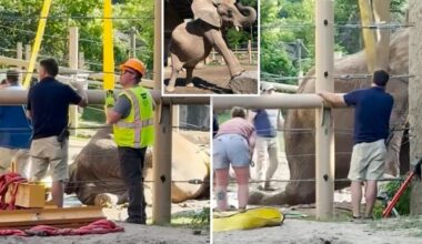 Elderly elephant bullied, knocked down by pachyderm pal rescued by NY zoo crews with crane