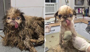 115 dogs found in Brooklyn hoarder home on the road to recovery with 'love and care' from animal rescuers