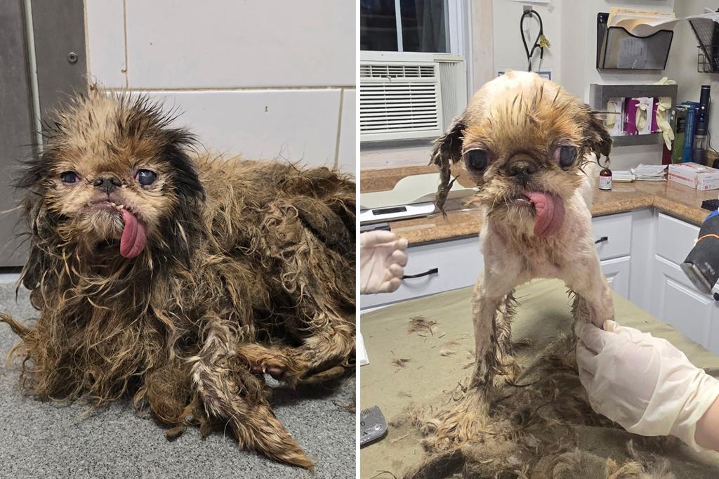 115 dogs found in Brooklyn hoarder home on the road to recovery with 'love and care' from animal rescuers
