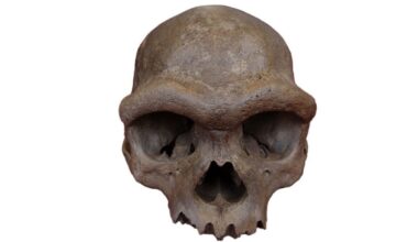 Ancient ‘Dragon Man’ DNA reveals mysterious human relative
