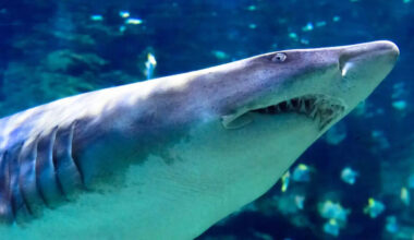 9 deep-sea giants you’ve probably never come across