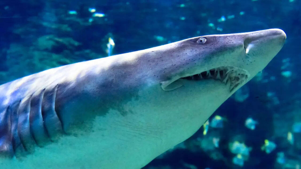 9 deep-sea giants you’ve probably never come across