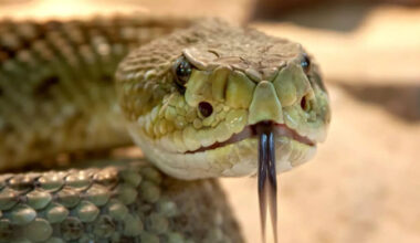 8 deadly snakes found in India and why they’re so dangerous