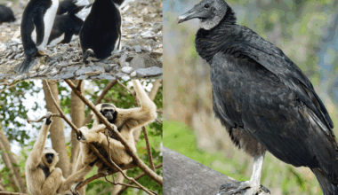 5 animals that mate for life