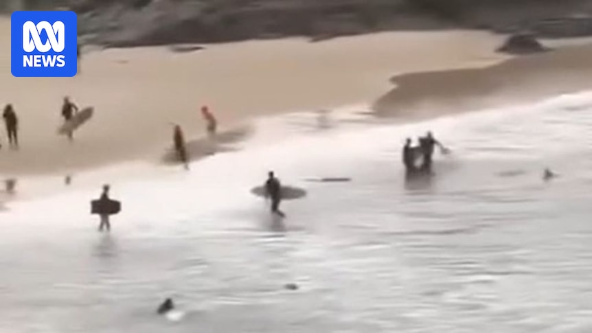 Lifesaver says victim kicked shark during attack at Cabarita