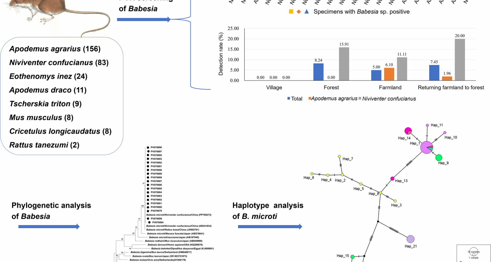 Prevalence and genetic diversity of Babesia microti in rodents from central and southern Shanxi, China | Parasites & Vectors