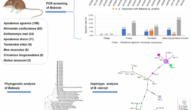 Prevalence and genetic diversity of Babesia microti in rodents from central and southern Shanxi, China | Parasites & Vectors