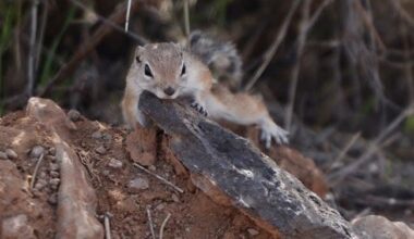 Extreme Heat Brings On 'Sploot Season' for Animals