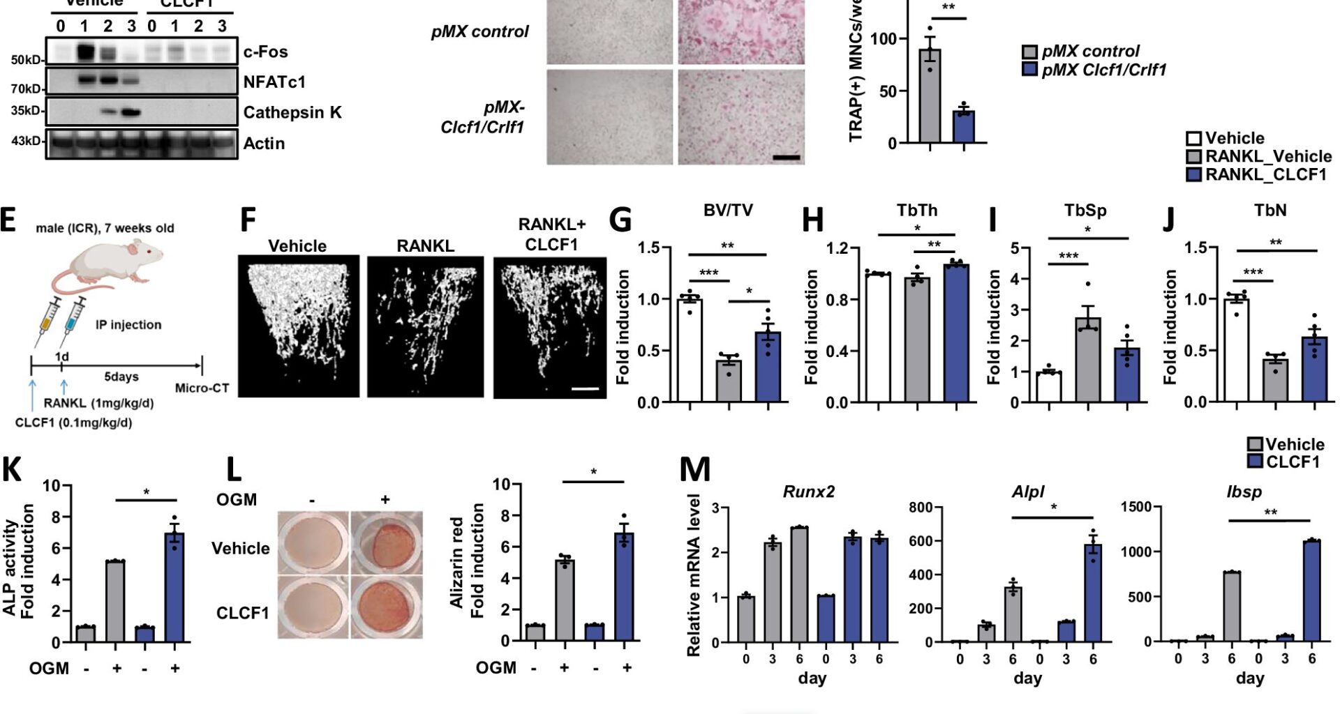 Exercise-induced protein revives aging muscles and bones, researchers discover
