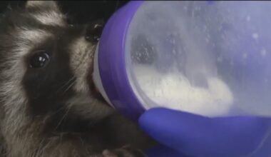 Bay Area wildlife center seeing influx of raccoons, skunks, hawks, owls