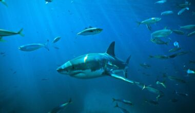 'Jaws' turns 50. It changed pop culture and our perception of sharks
