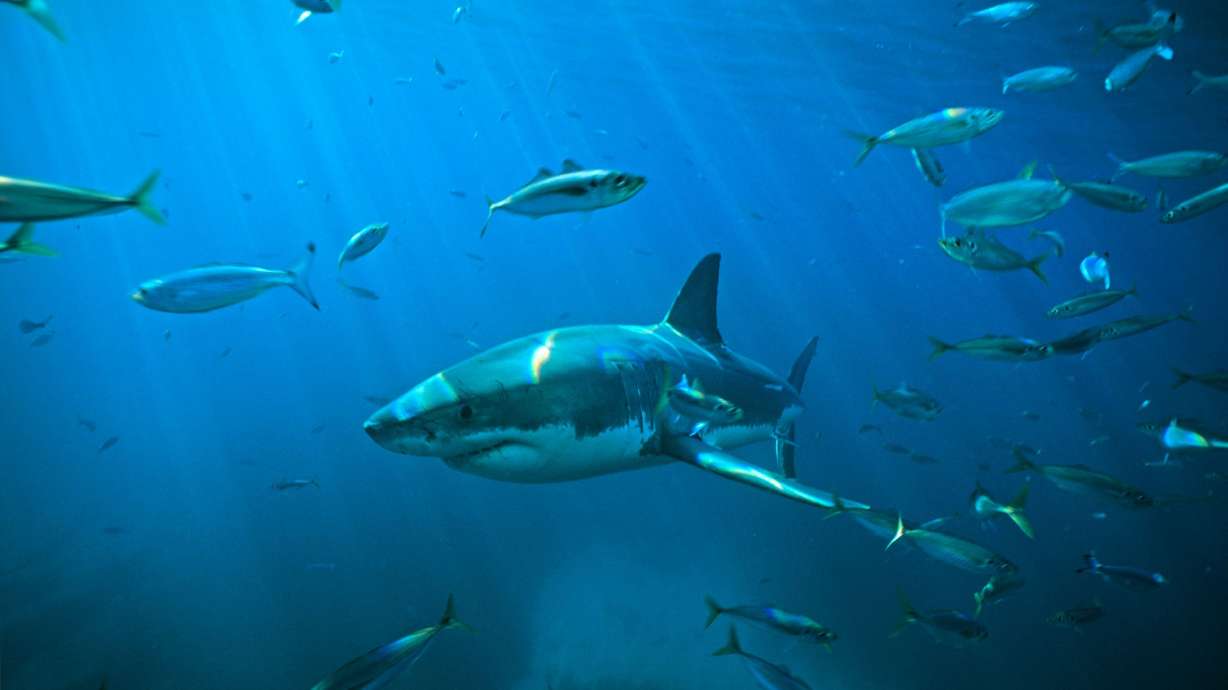 'Jaws' turns 50. It changed pop culture and our perception of sharks