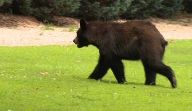 Black bear spotted twice near downtown Greenville in 24 hours