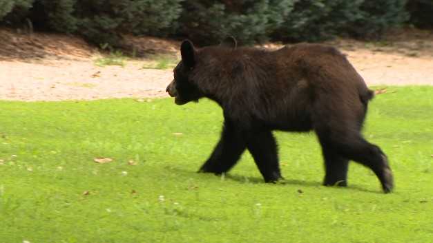 Black bear spotted twice near downtown Greenville in 24 hours