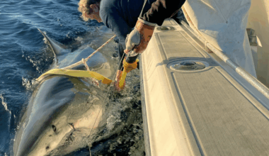 Contender the shark