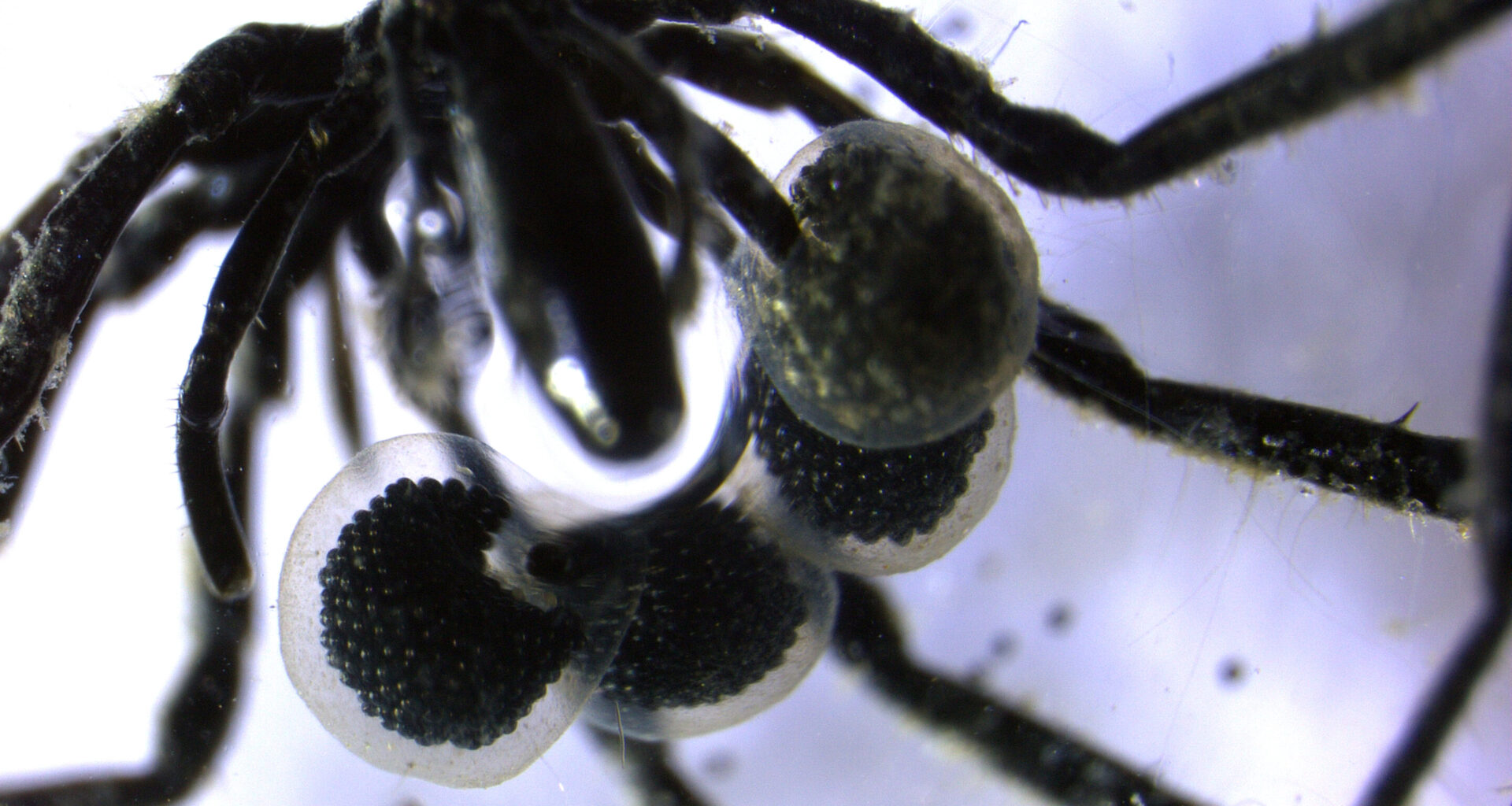 Sea spiders found farming methane-eating microbes in cultivated biofilm
