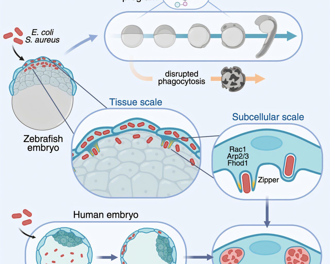 Embryos can eliminate bacterial infections before forming their immune system, new research shows