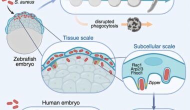 Embryos can eliminate bacterial infections before forming their immune system, new research shows