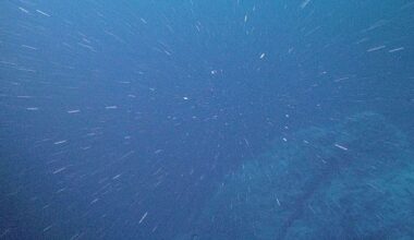 New study uncovers surprising physics of 'marine snow'