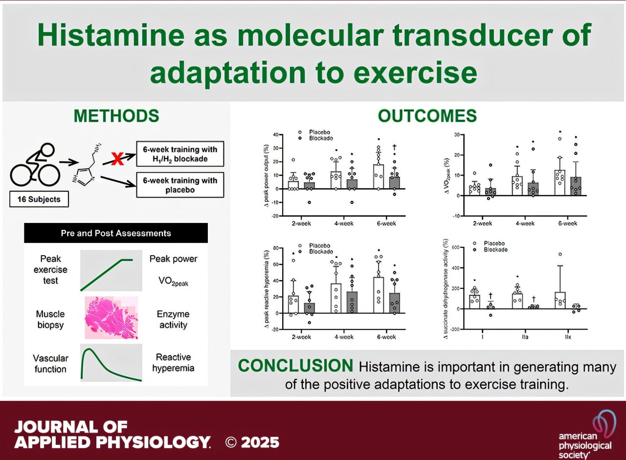 High levels of antihistamine drugs can reduce fitness gains, study finds