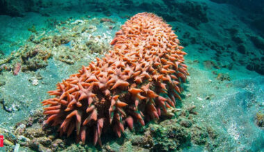 Scientists have found a breakthrough in cancer treatment, and it is deep within the ocean