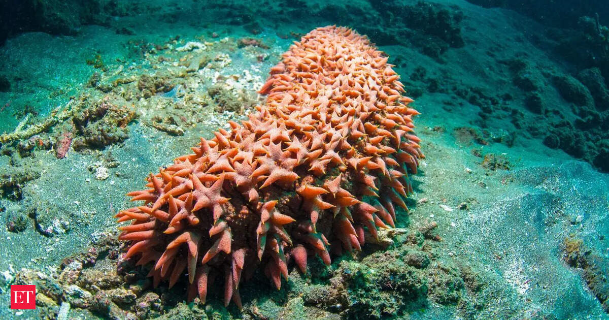 Scientists have found a breakthrough in cancer treatment, and it is deep within the ocean