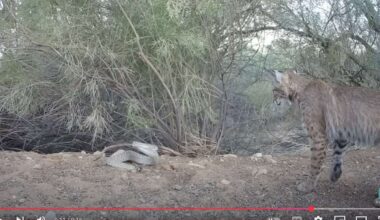 Have You Seen This? Curious bobcat confronts a diamondback