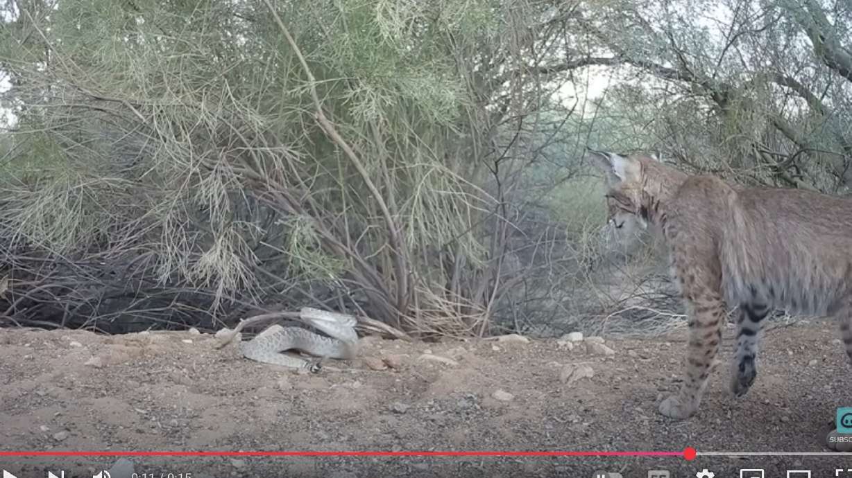 Have You Seen This? Curious bobcat confronts a diamondback