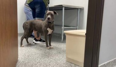 2 new spay and neuter clinics open to address stray animal crisis in San Antonio