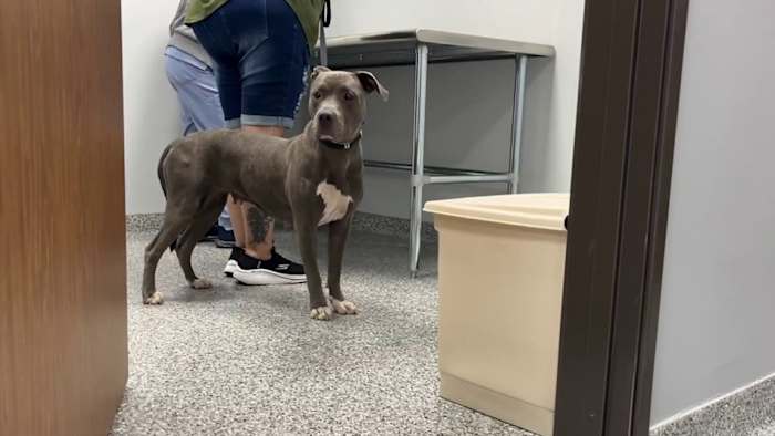 2 new spay and neuter clinics open to address stray animal crisis in San Antonio