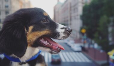 A Brooklyn Judge Has Declared That Dogs Are Legally Family