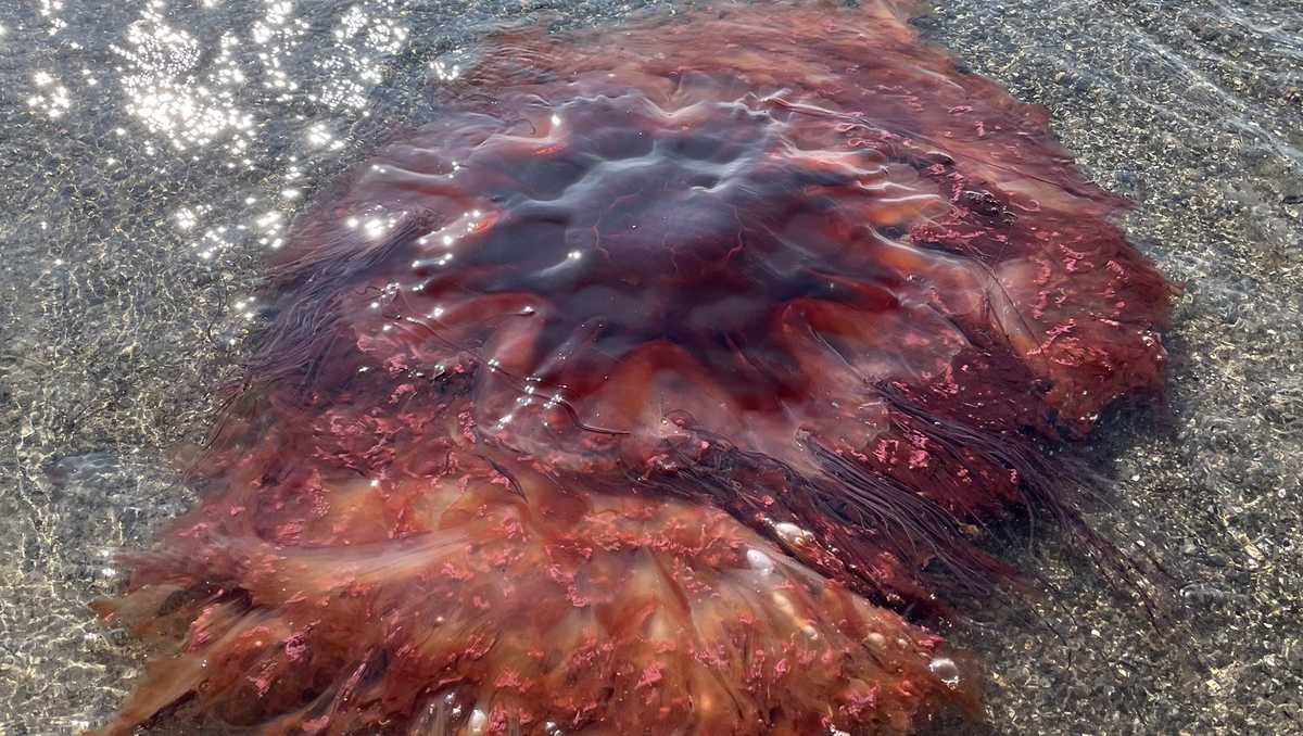 Large lion's mane jellyfish washes ashore on Maine beach