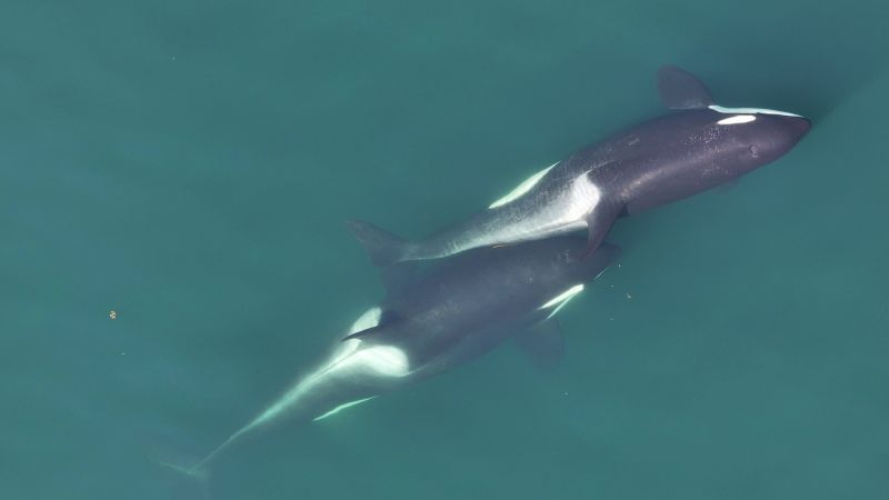 Scientists discover orcas using tools to groom each other in stunning first