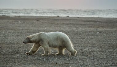 Federal government will allow more harm to polar bears near oil facilities