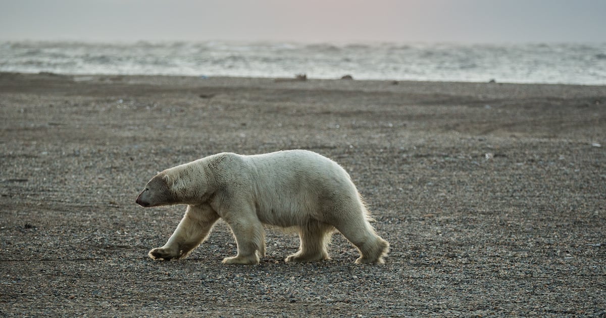 Federal government will allow more harm to polar bears near oil facilities