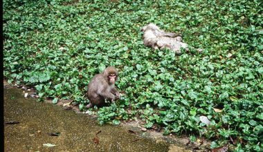 Macaques appear to mourn their loved ones like humans do