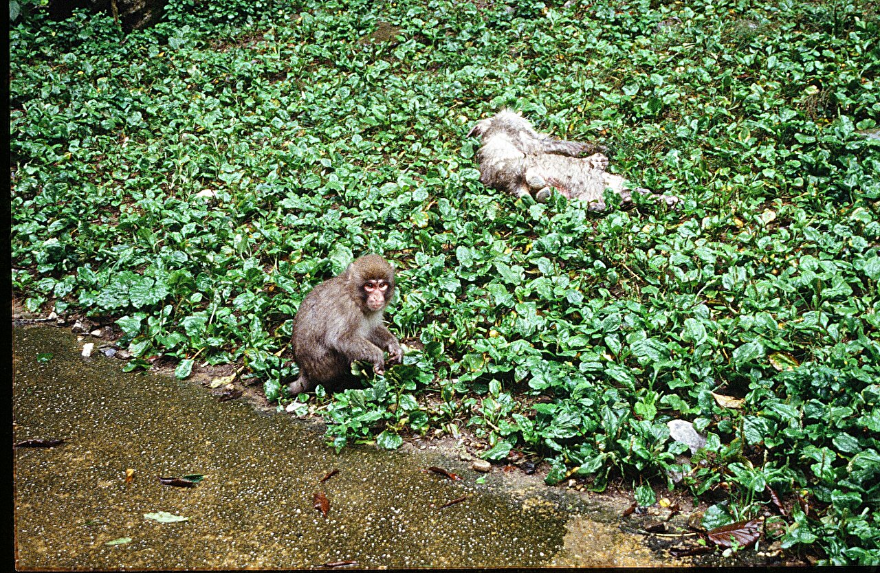 Macaques appear to mourn their loved ones like humans do