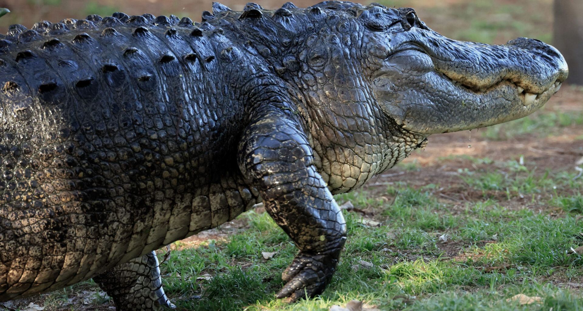 Alligator