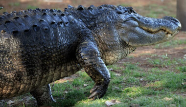 Alligator