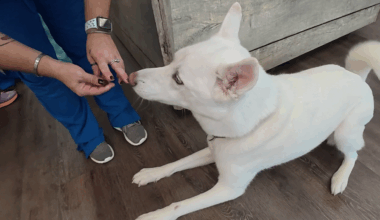 Houston pet safety: Rising temperatures can pose serious health risks