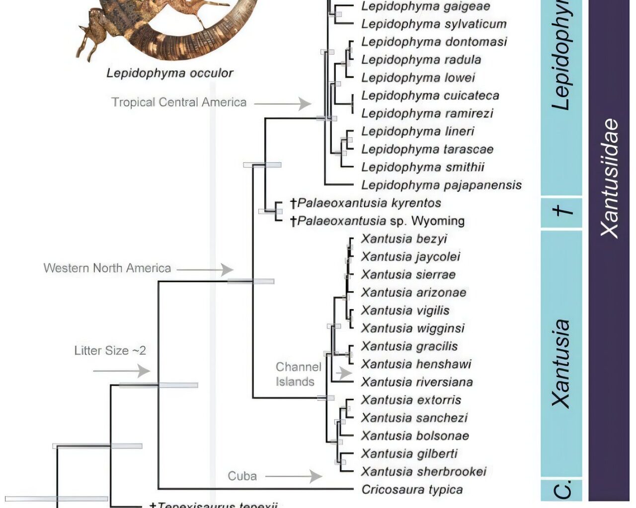 How night lizards survived the asteroid that ended the dinosaurs